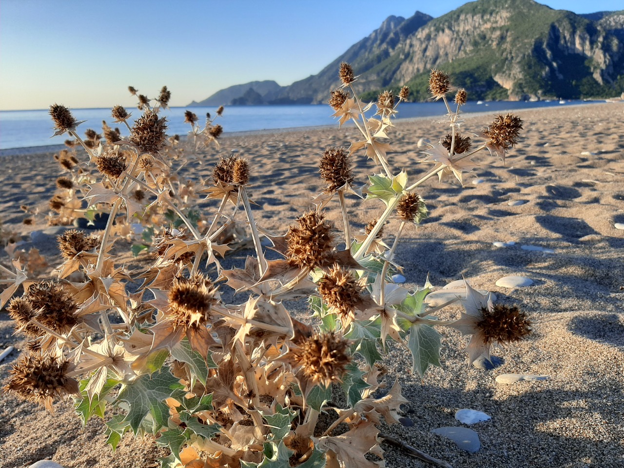 Eryngium maritimum