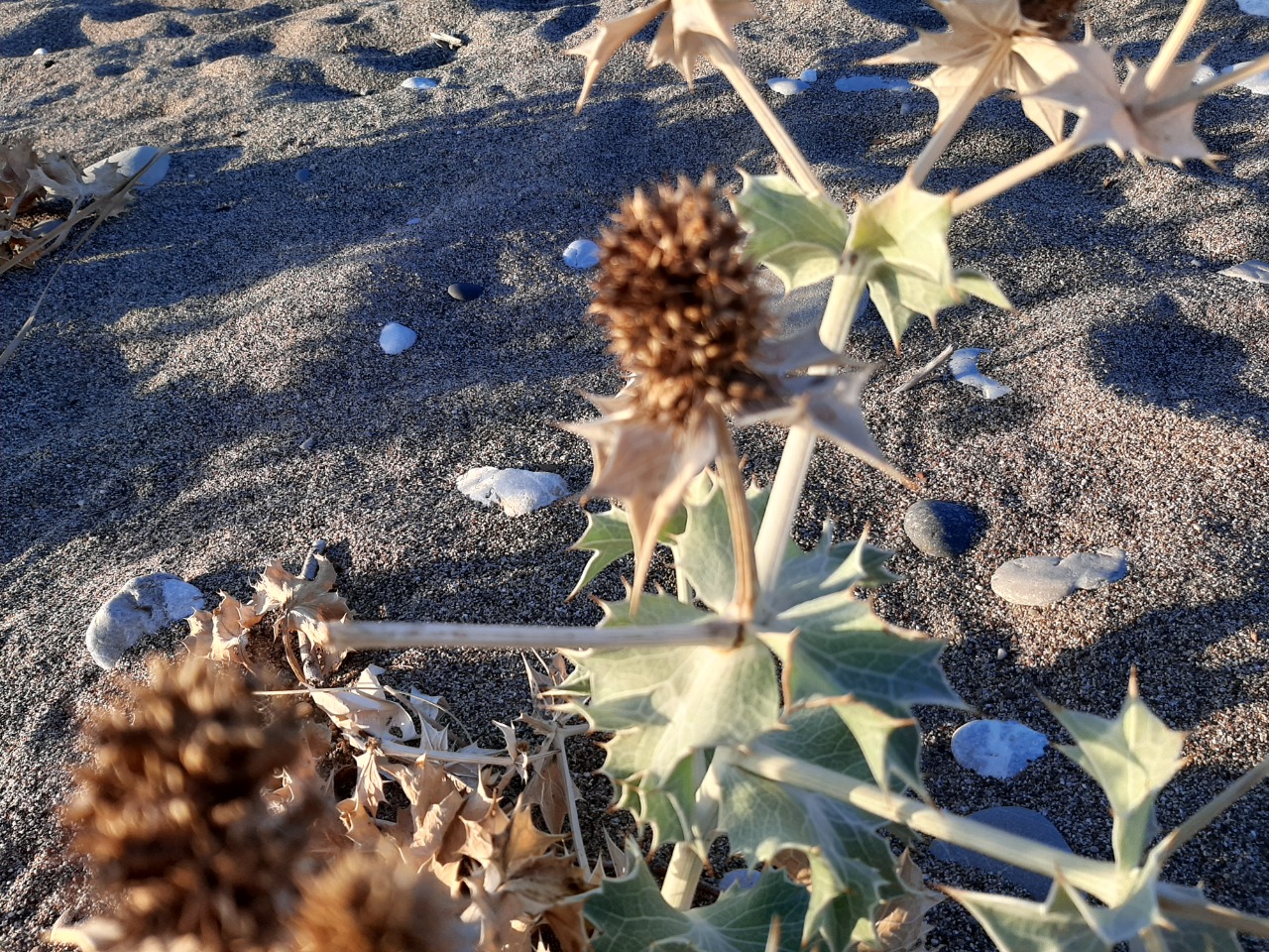 Eryngium maritimum