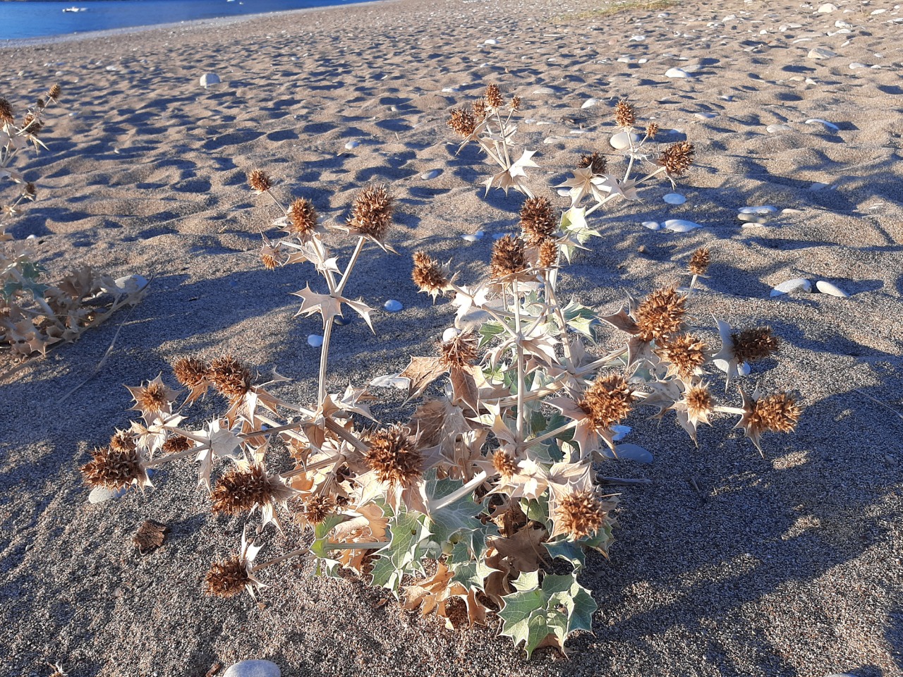 Eryngium maritimum