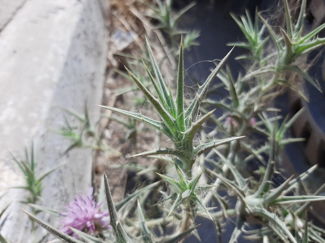 Carthamus dentatus