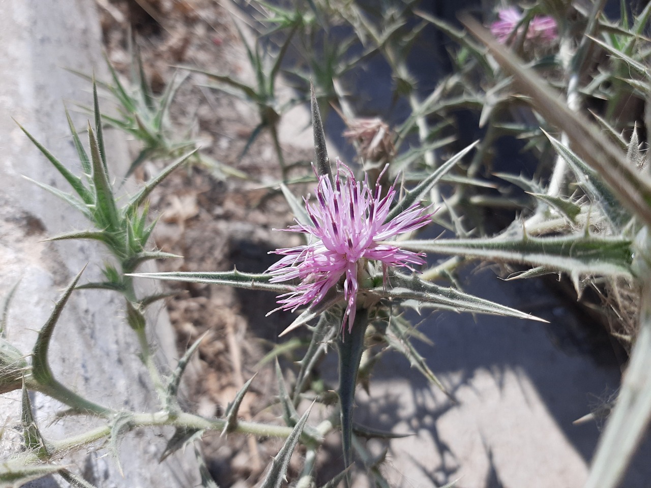 Carthamus dentatus