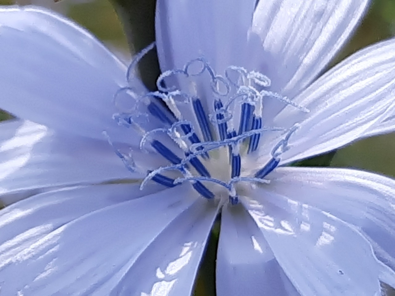 Cichorium intybus