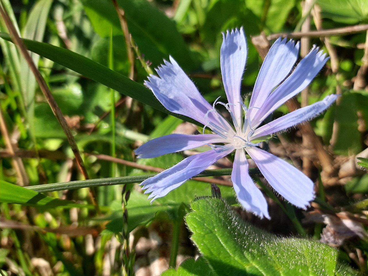 Cichorium intybus