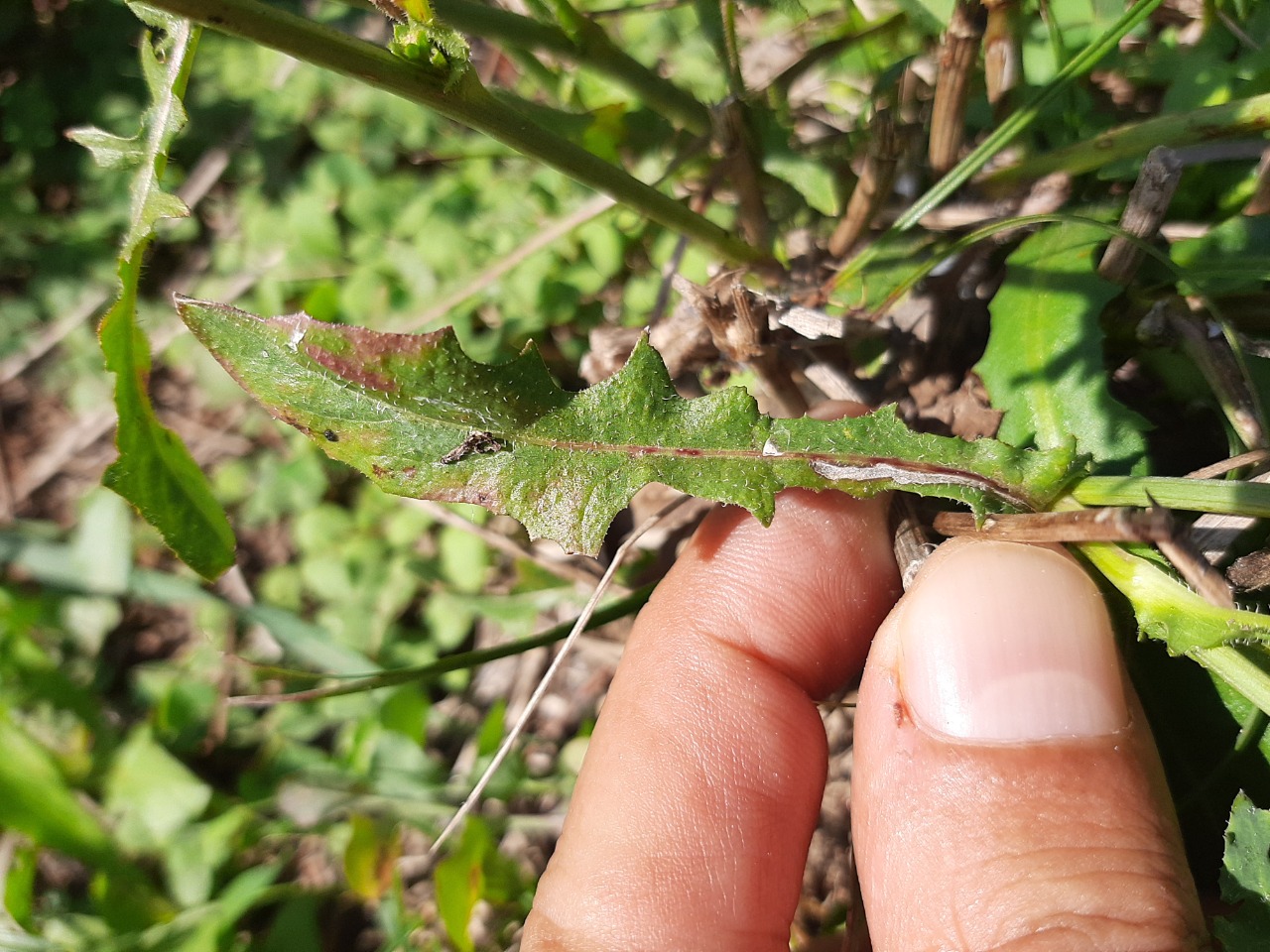 Cichorium intybus