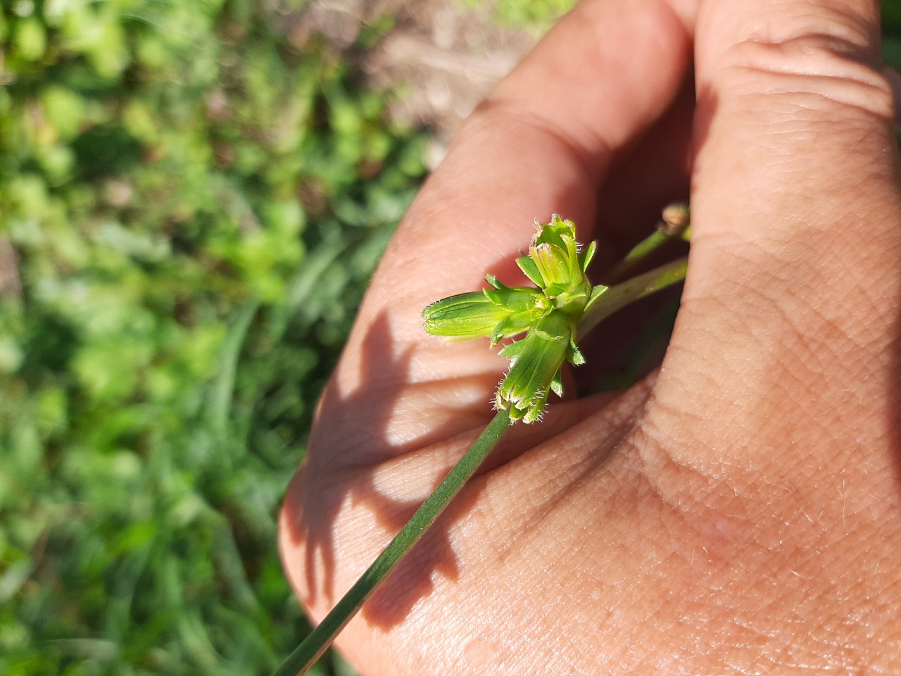 Cichorium intybus