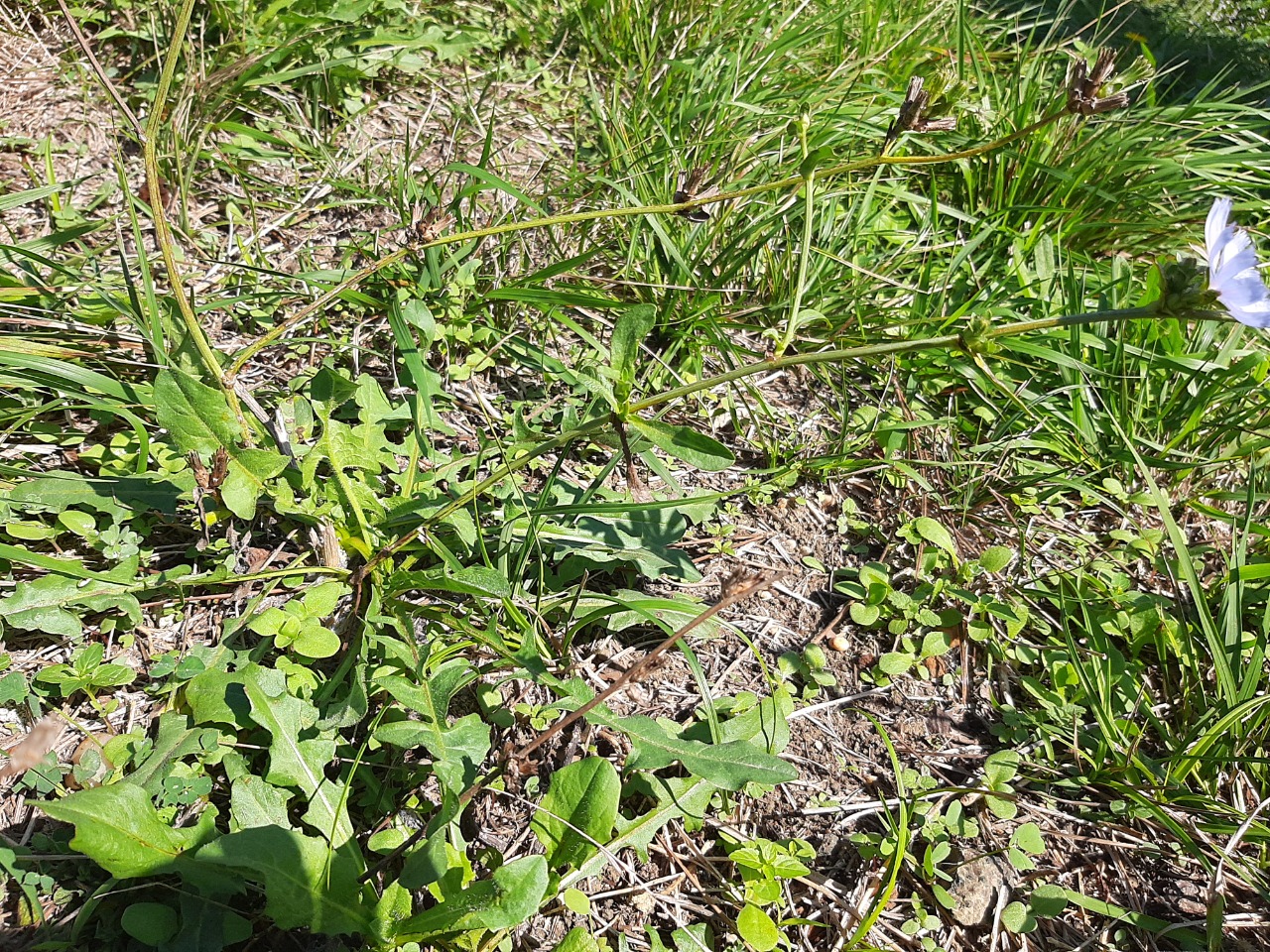 Cichorium intybus