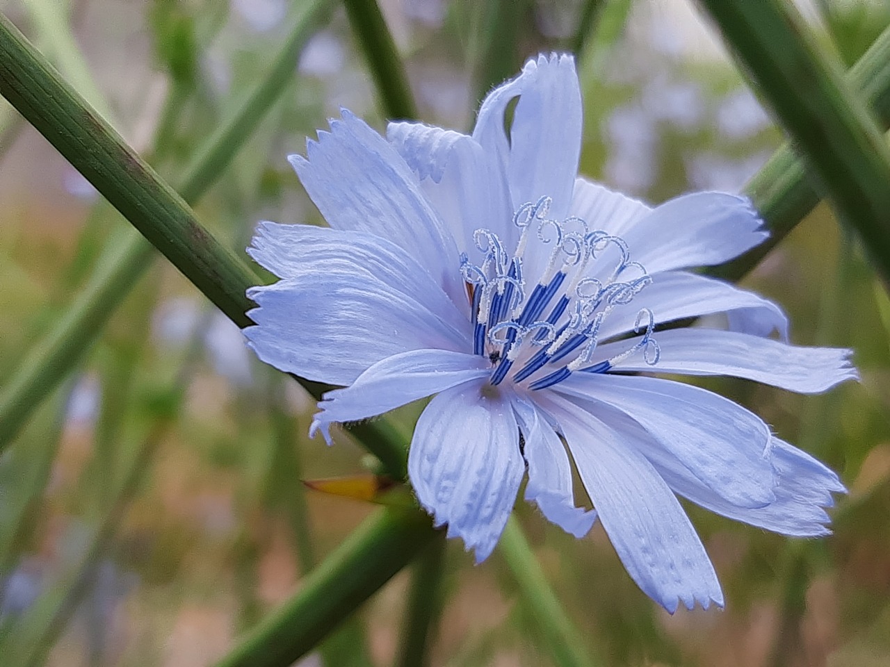 Cichorium intybus