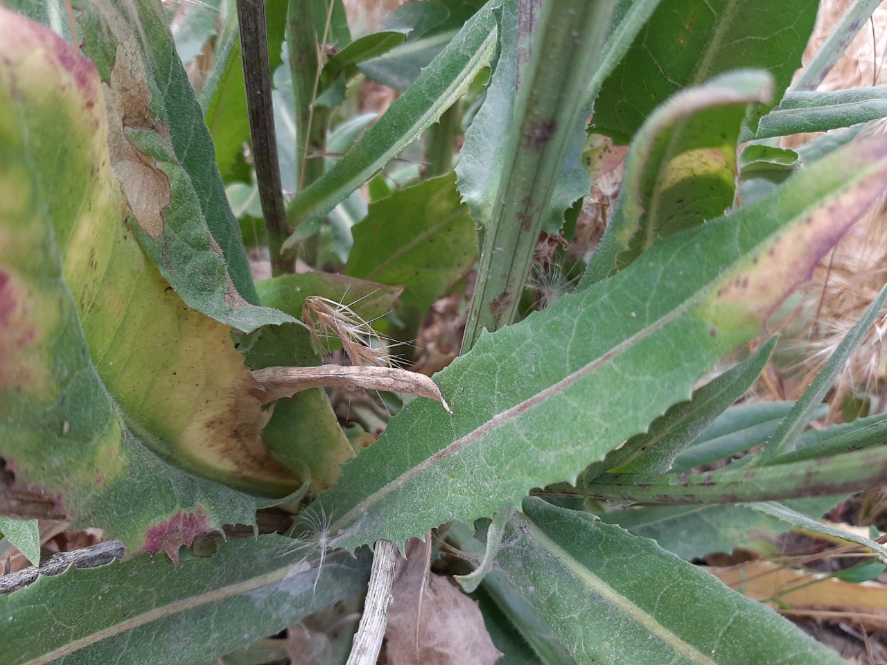 Cichorium intybus