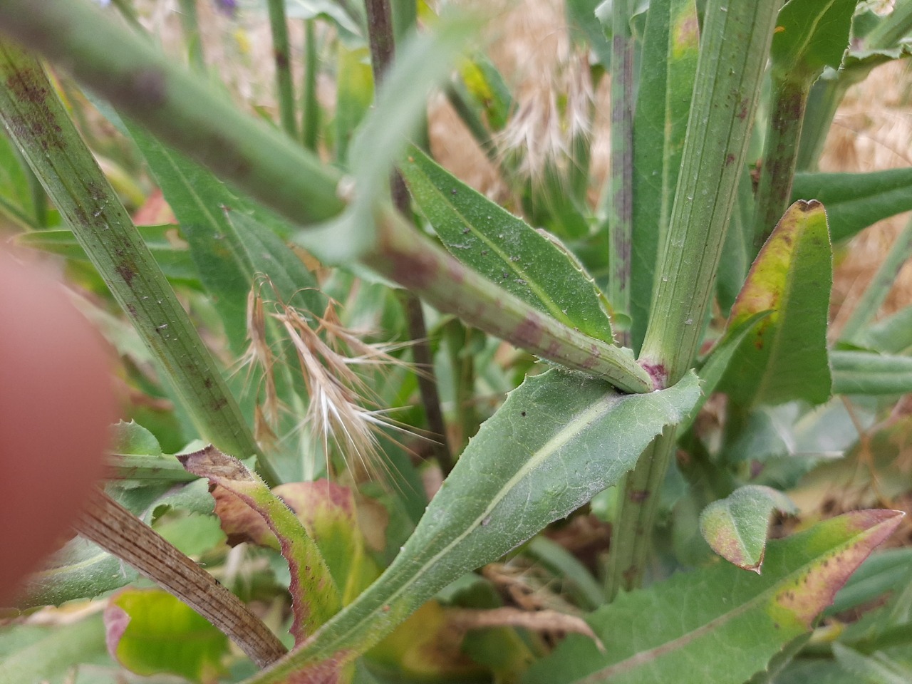 Cichorium intybus