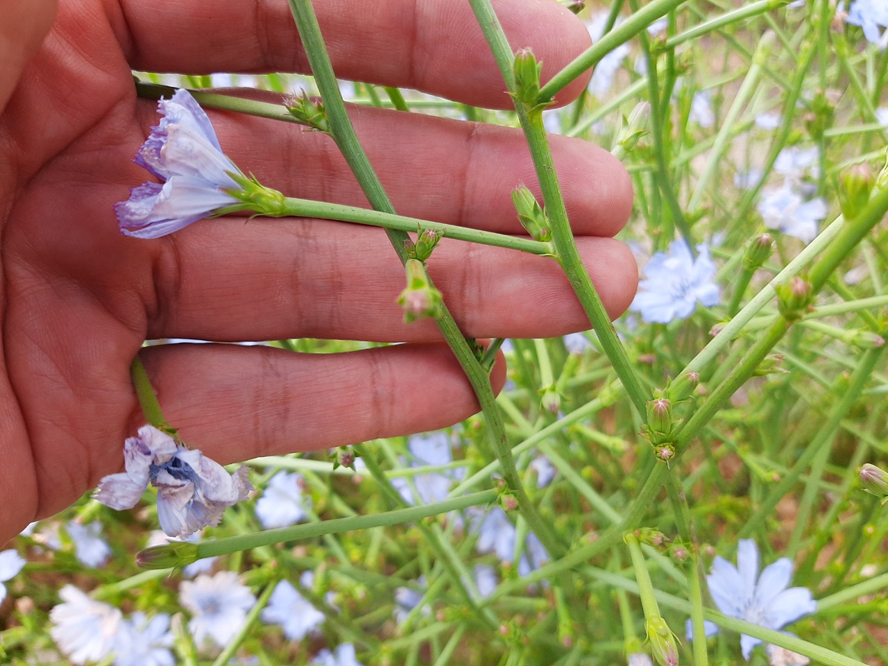 Cichorium intybus