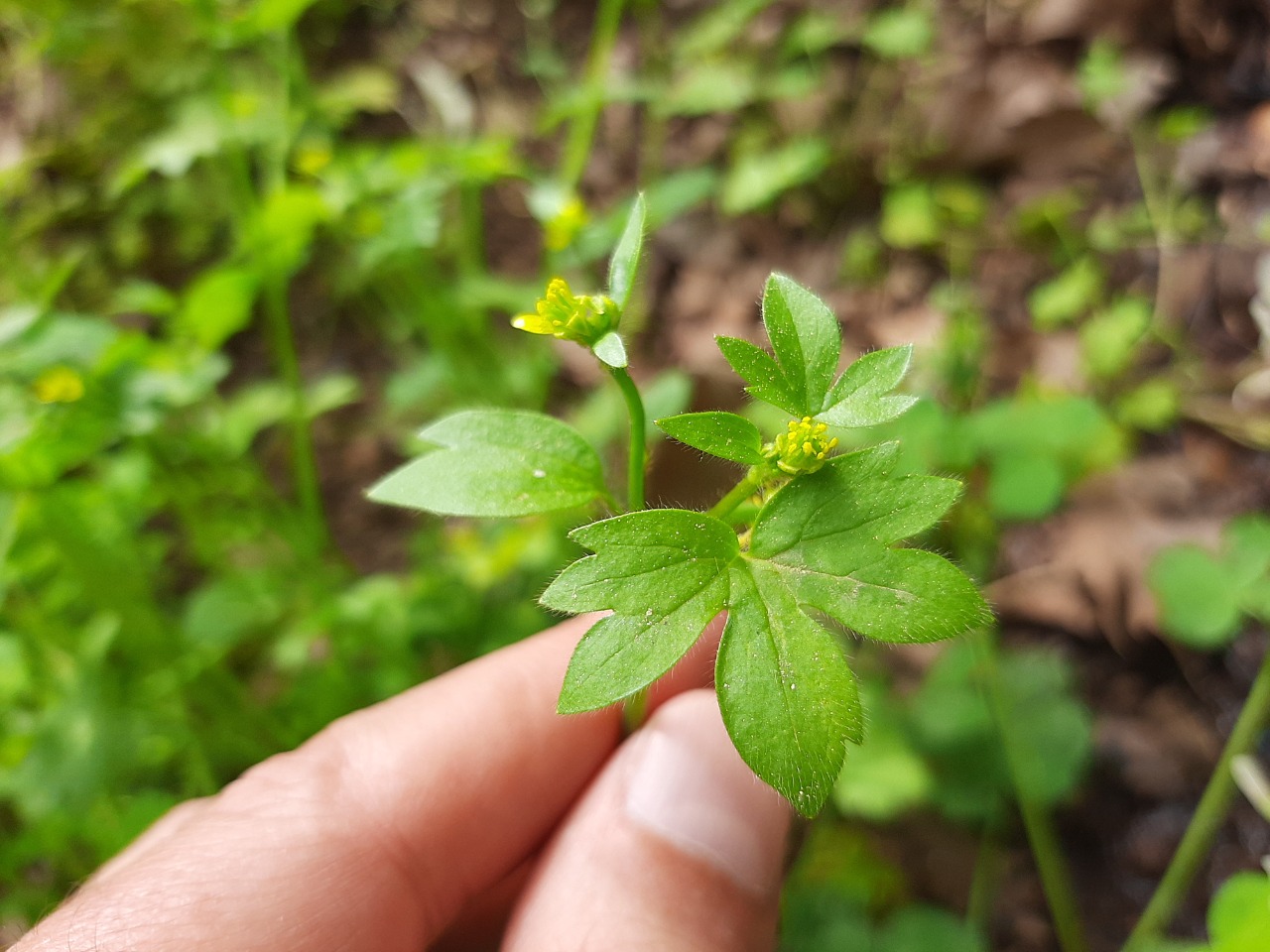 Ranunculus muricatus