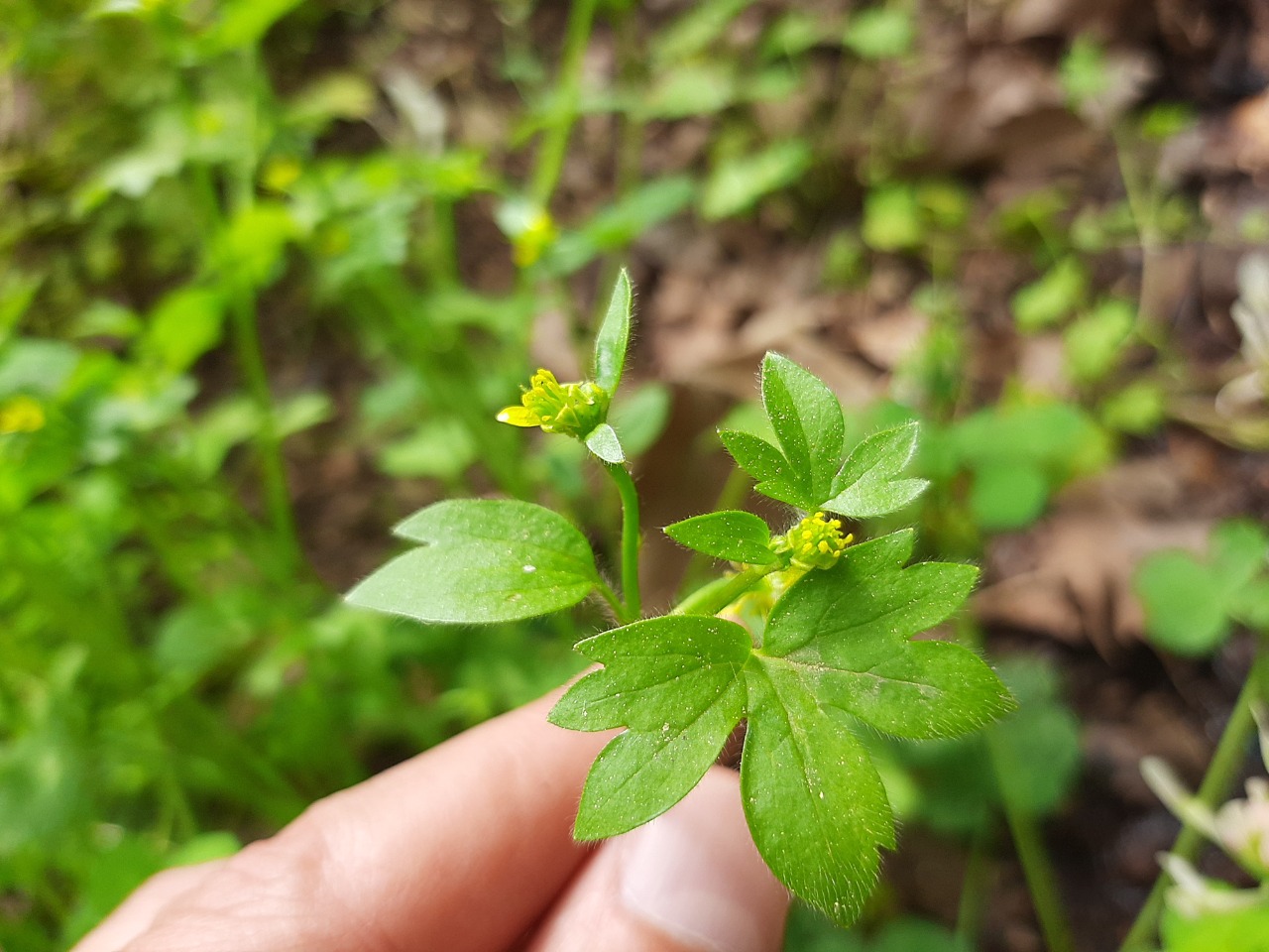 Ranunculus muricatus