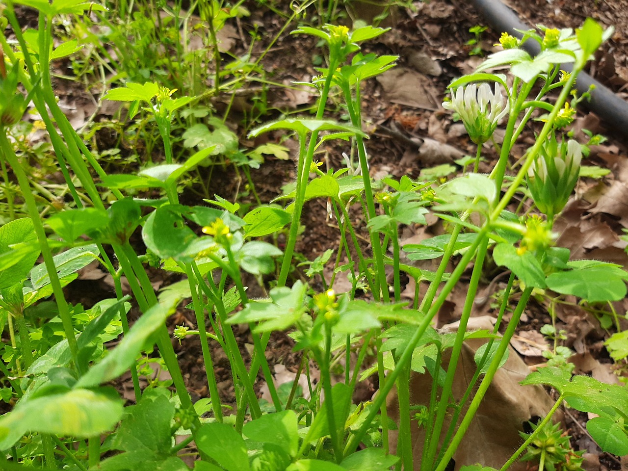 Ranunculus muricatus