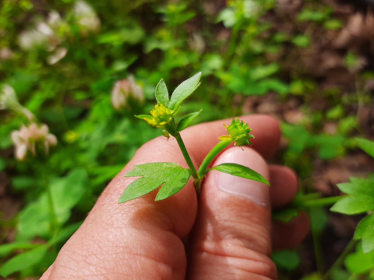 Ranunculus muricatus