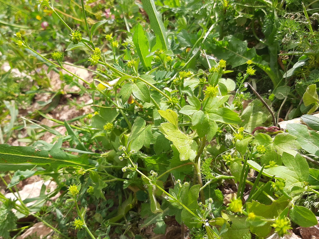 Ranunculus muricatus