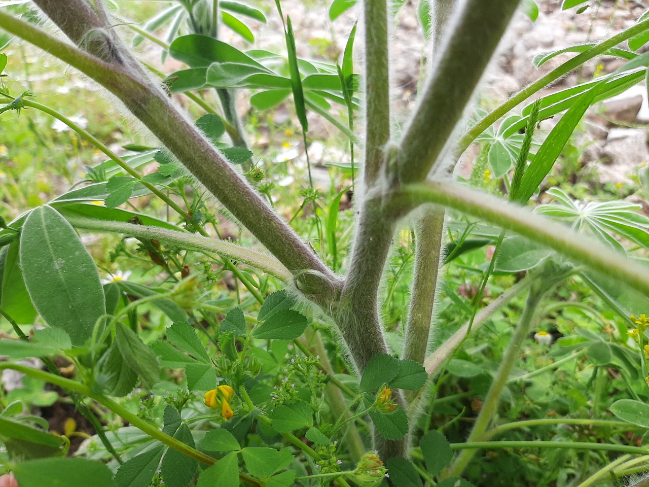 Lupinus pilosus