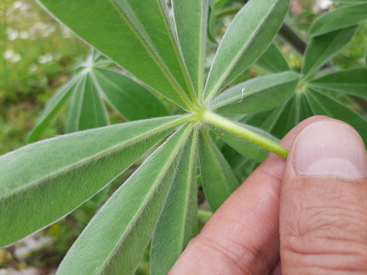 Lupinus pilosus