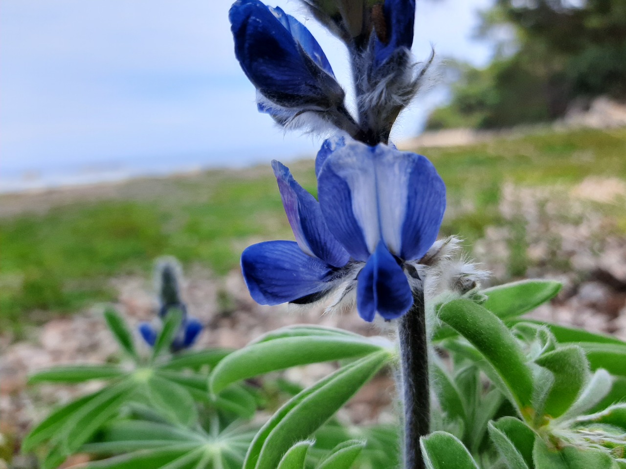 Lupinus pilosus