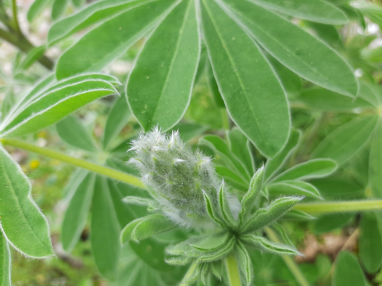 Lupinus pilosus