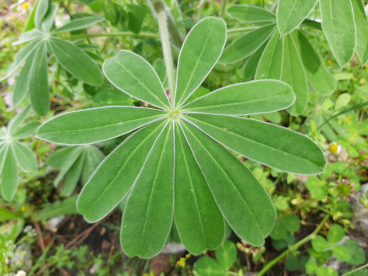 Lupinus pilosus