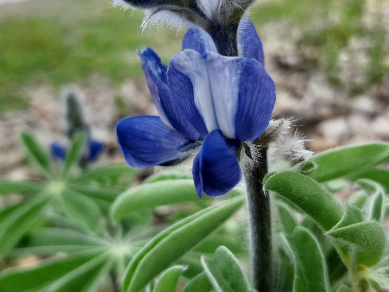 Lupinus pilosus