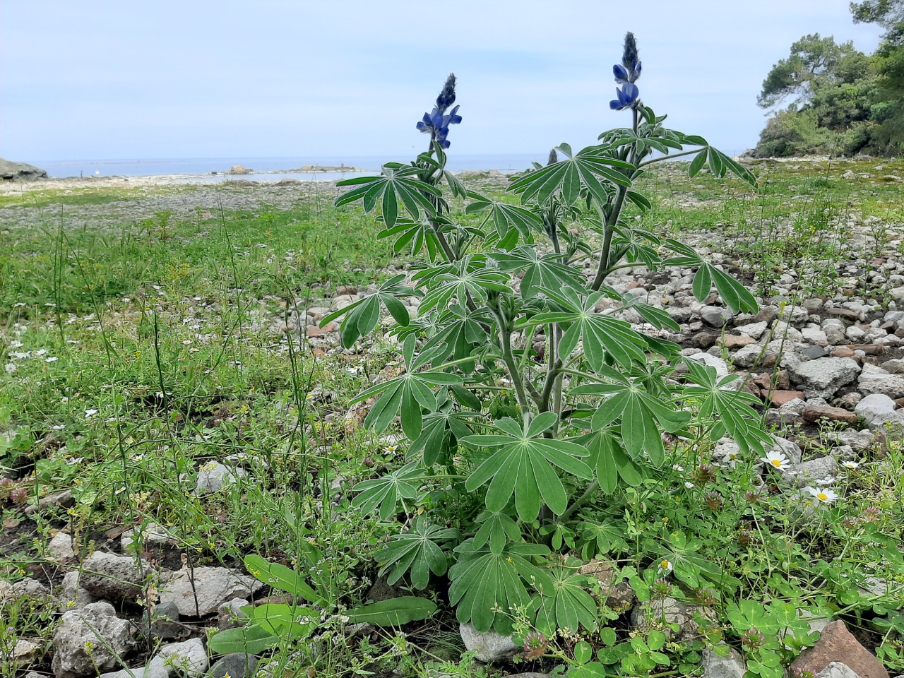 Lupinus pilosus