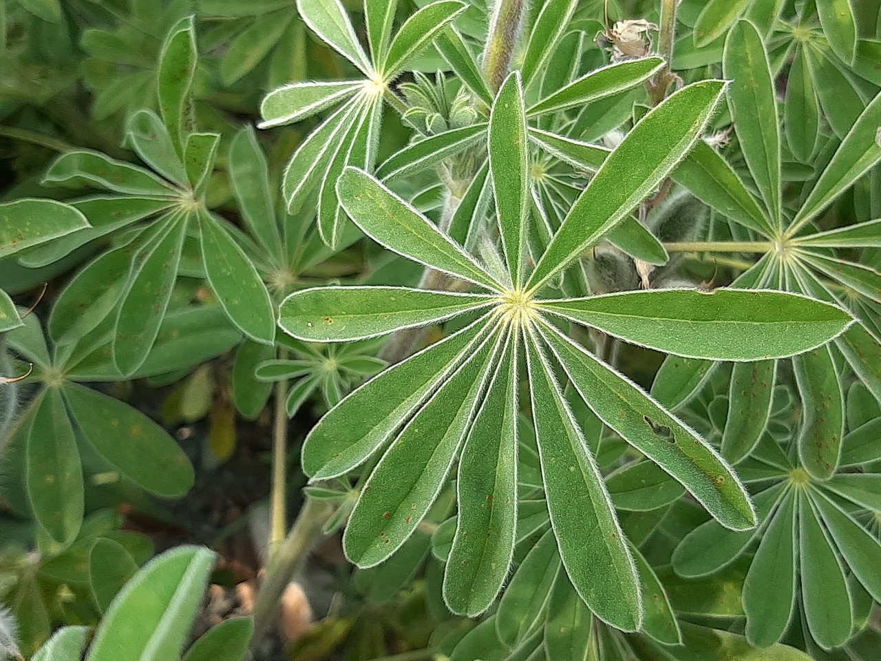 Lupinus pilosus