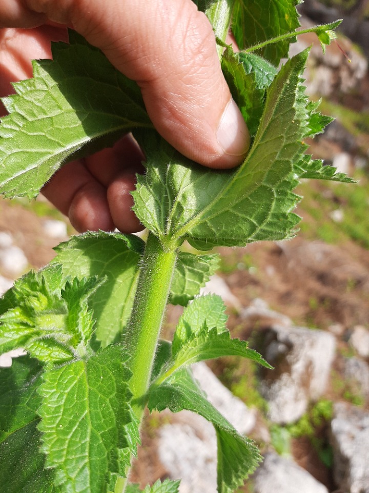 Verbascum levanticum