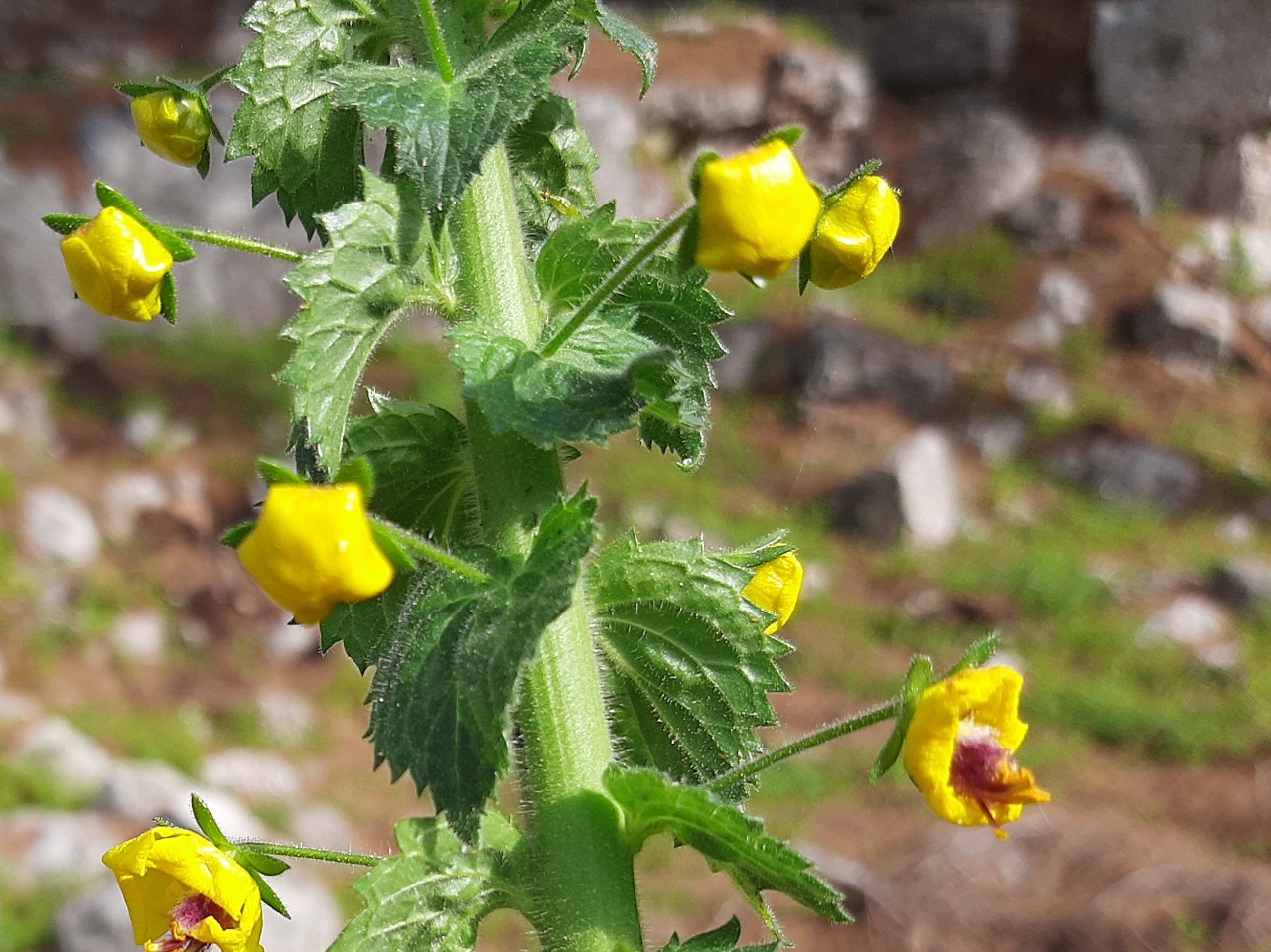 Verbascum levanticum