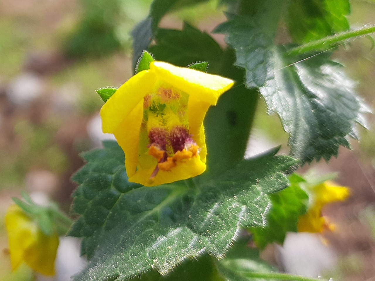 Verbascum levanticum