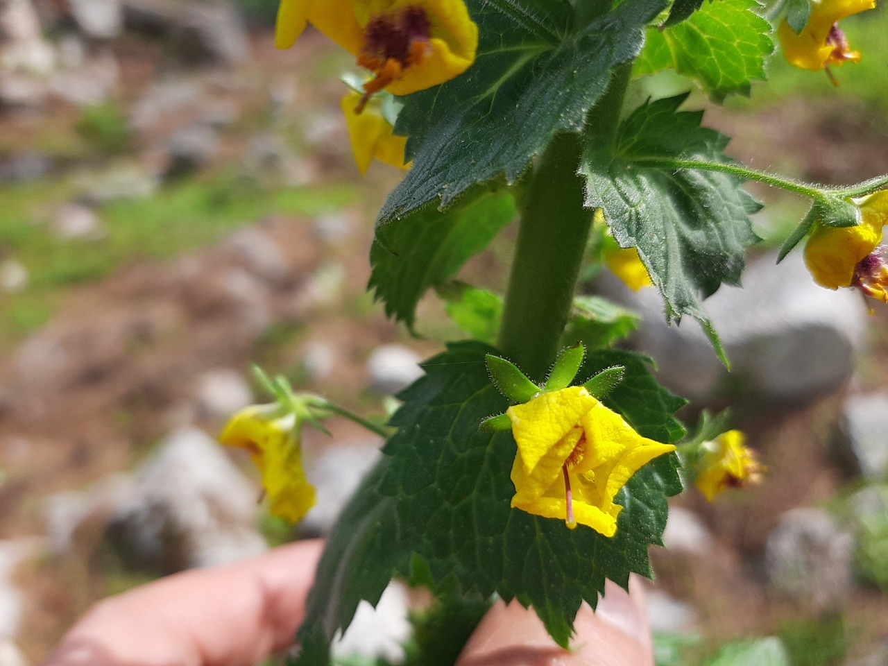 Verbascum levanticum