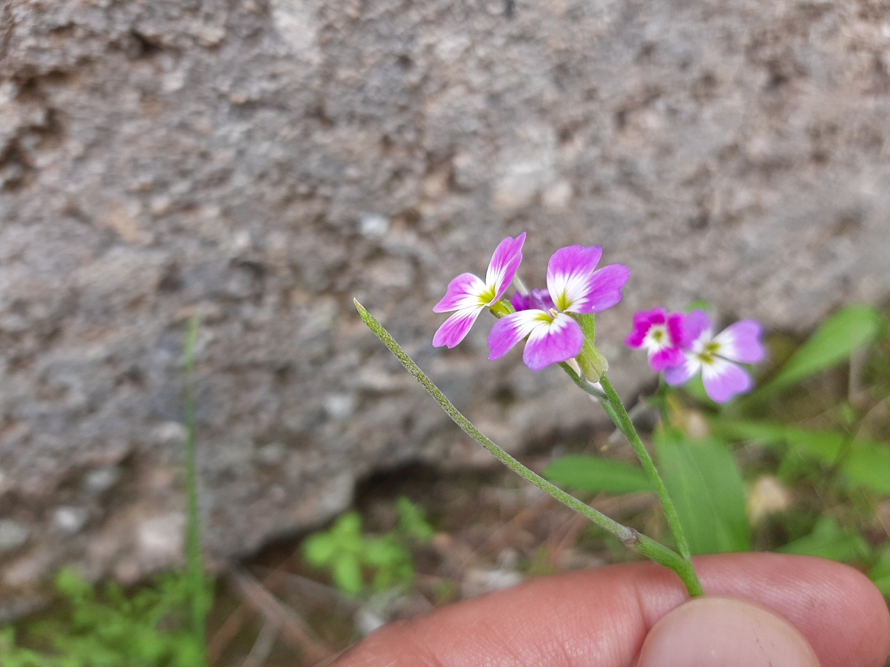 Malcolmia flexuosa