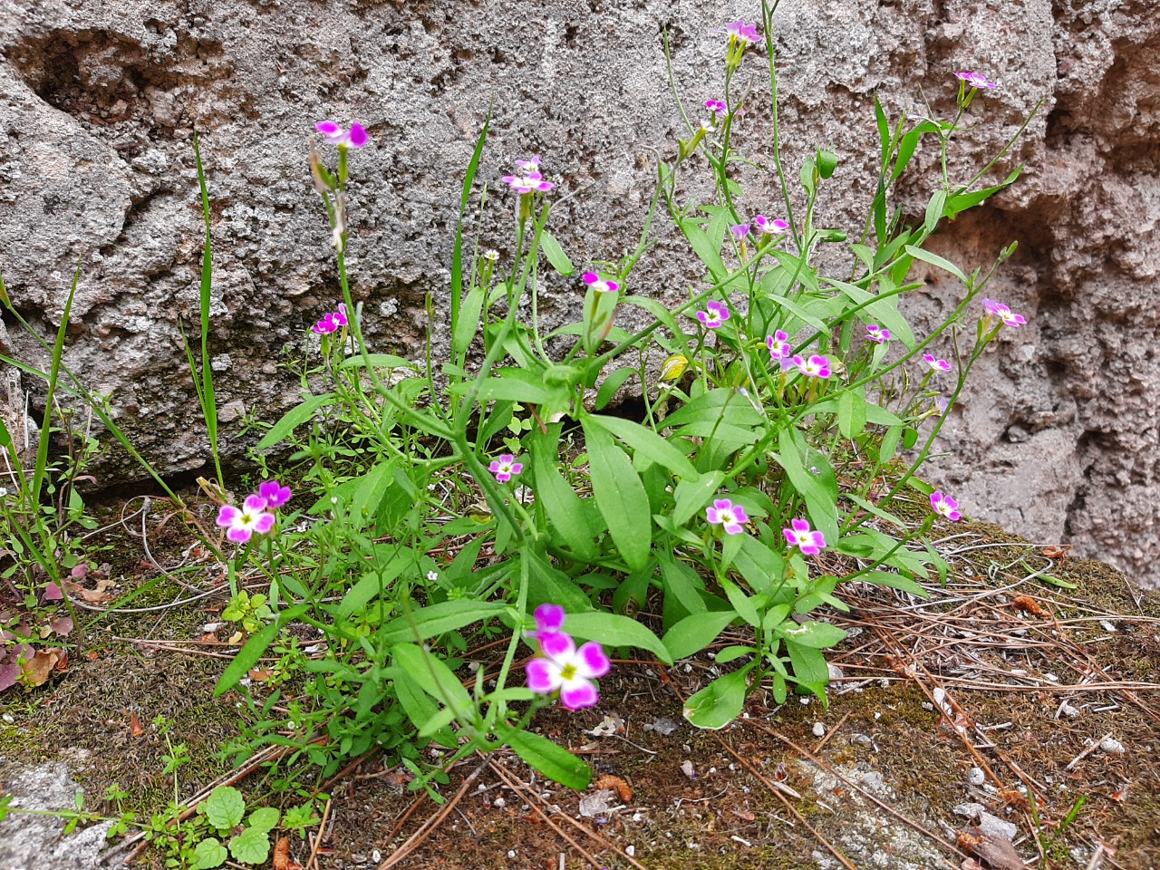 Malcolmia flexuosa