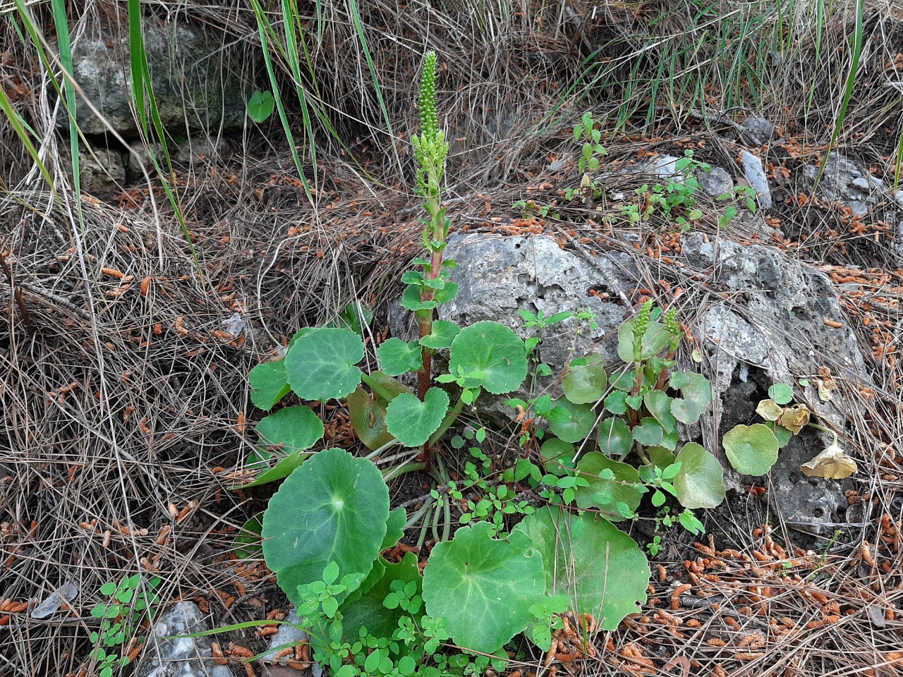 Umbilicus luteus