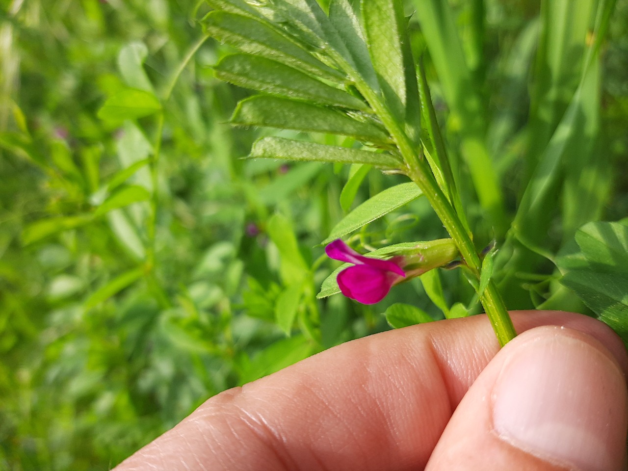 Vicia sativa subsp. nigra var. segetalis