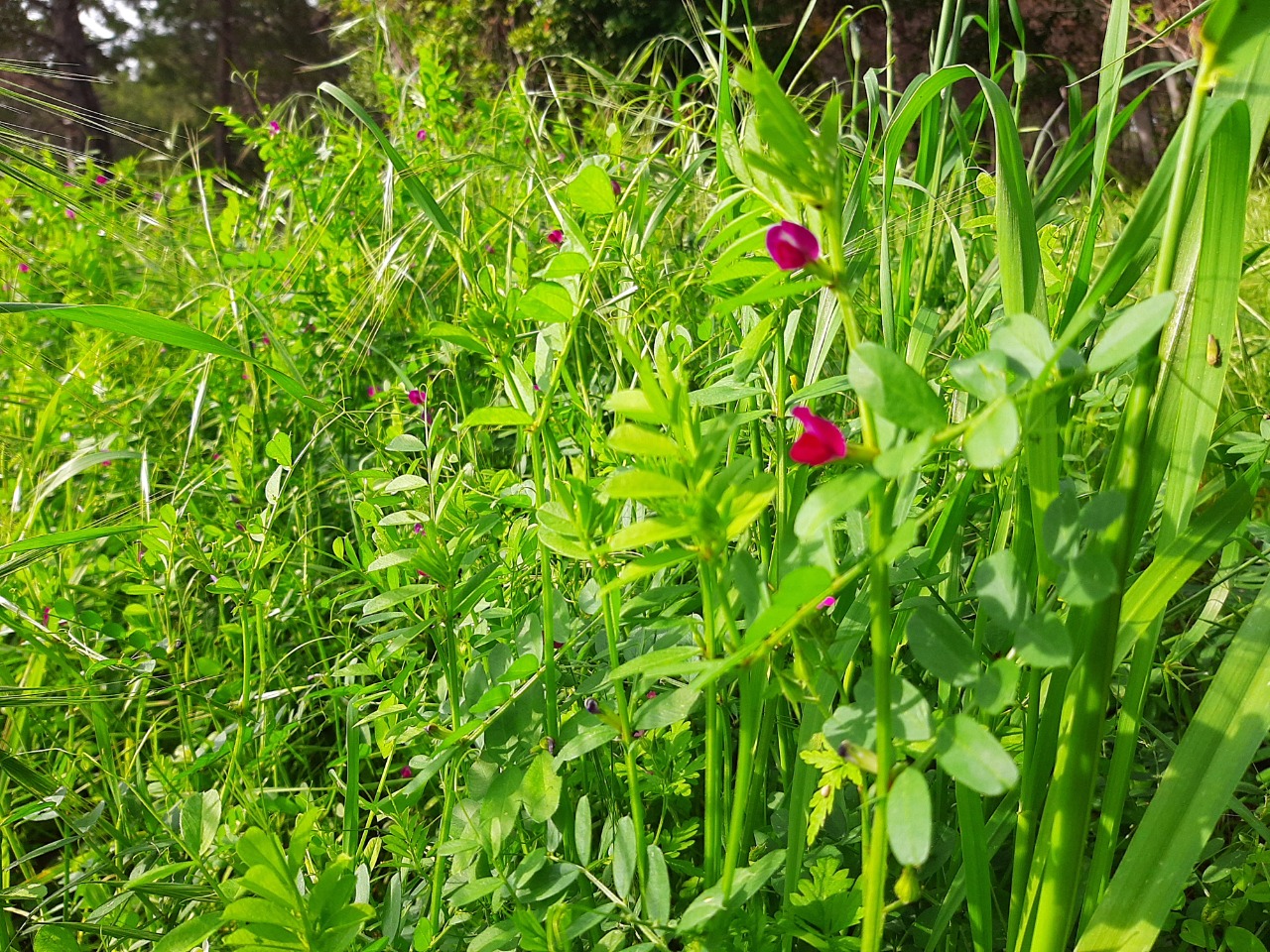 Vicia sativa subsp. nigra var. segetalis