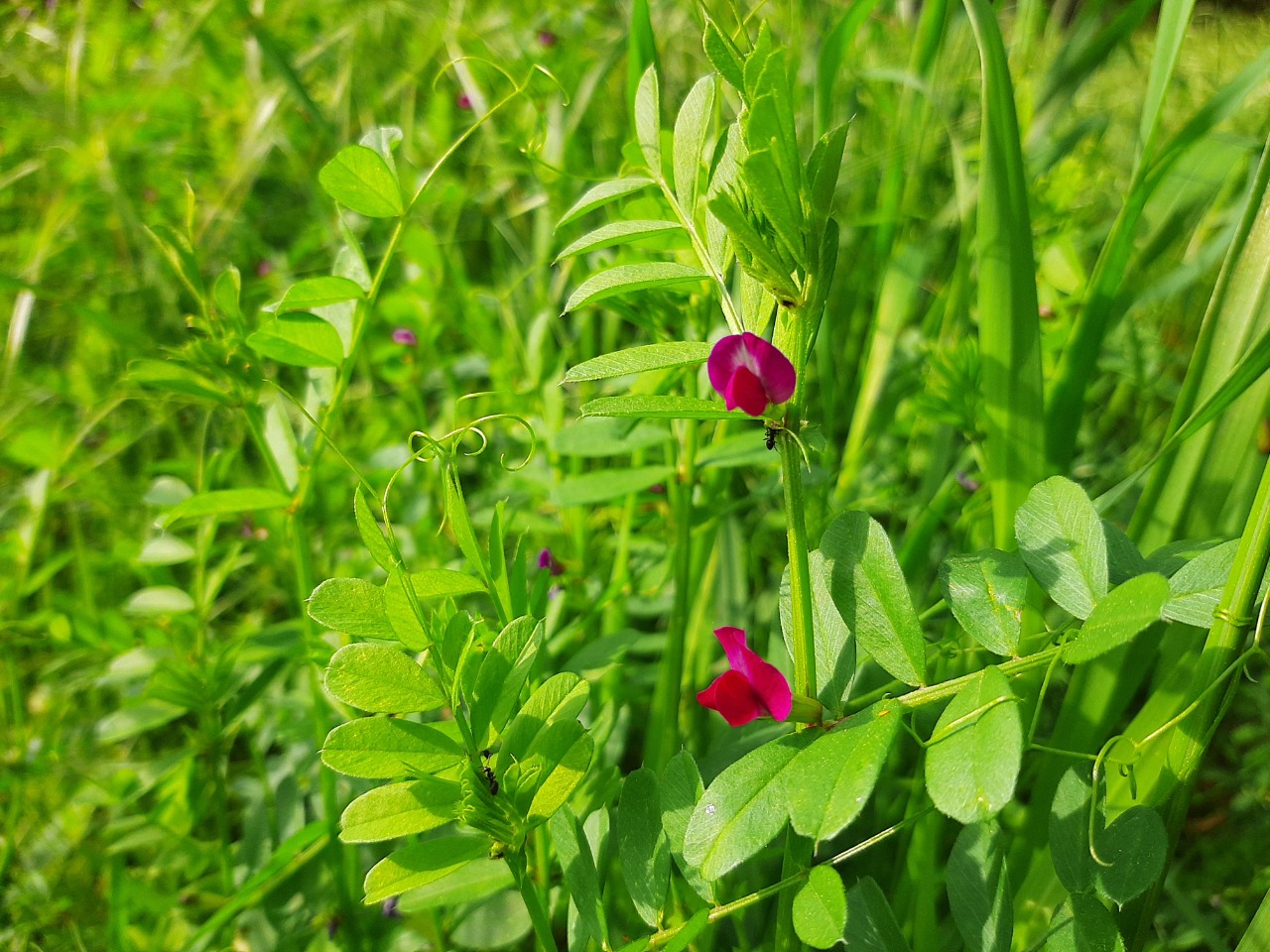 Vicia sativa subsp. nigra var. segetalis