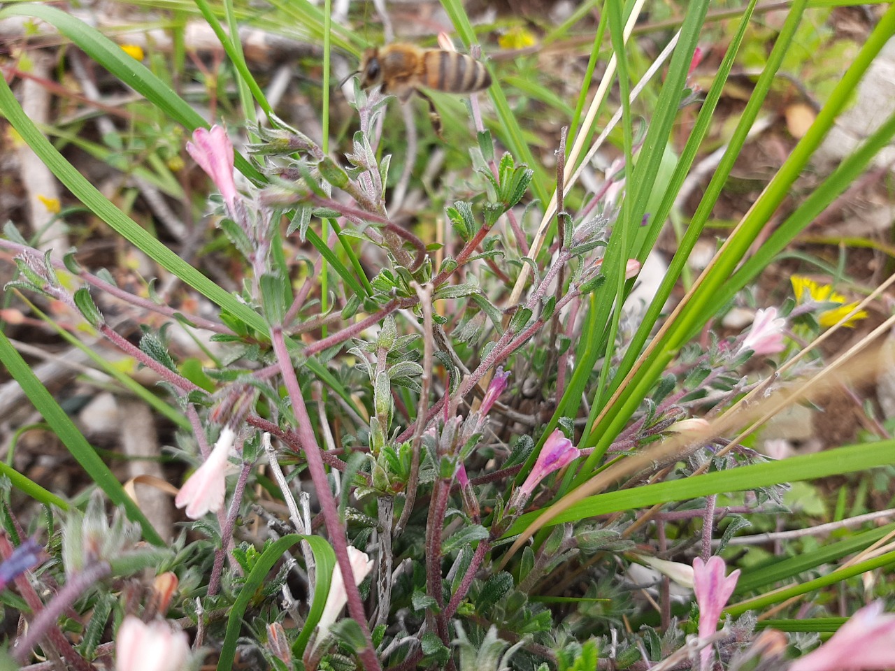 Lithodora hispidula