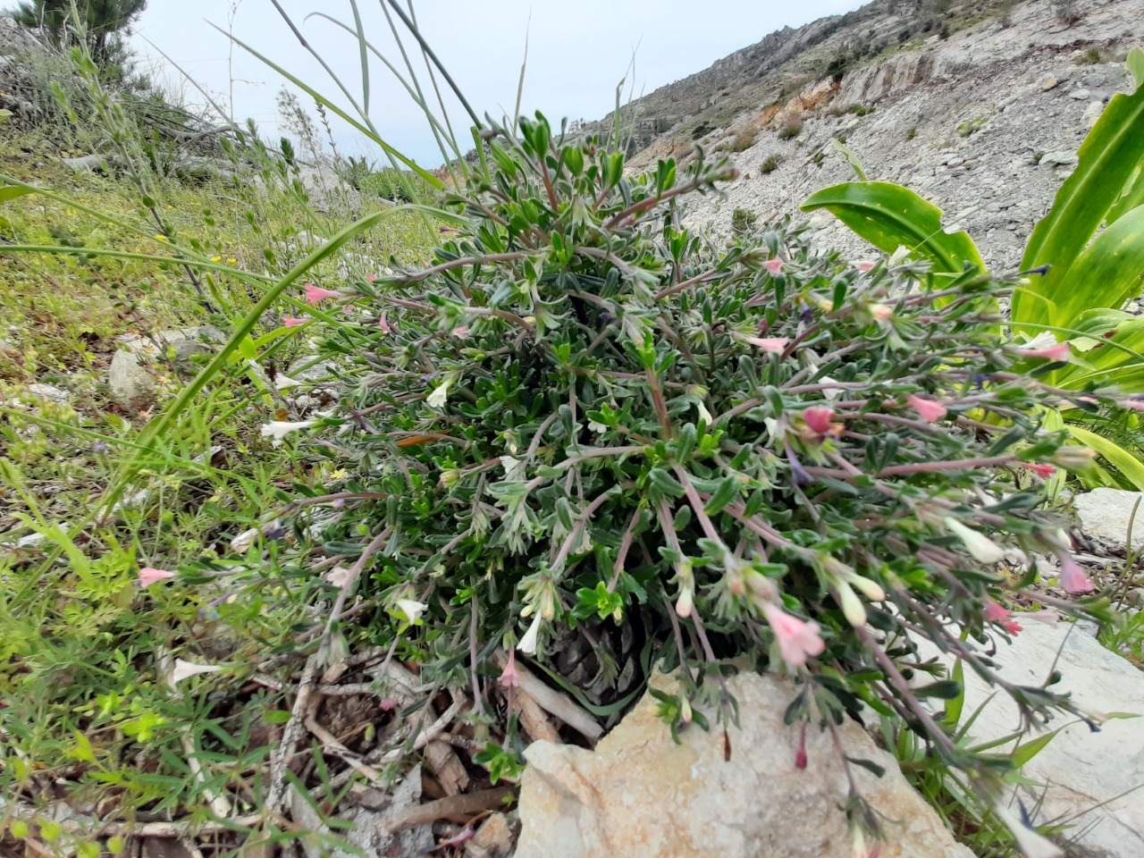 Lithodora hispidula