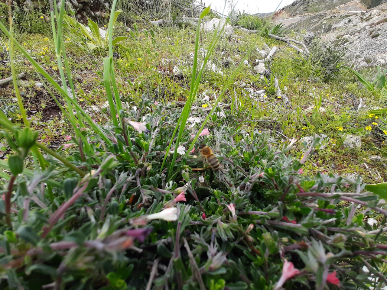 Lithodora hispidula