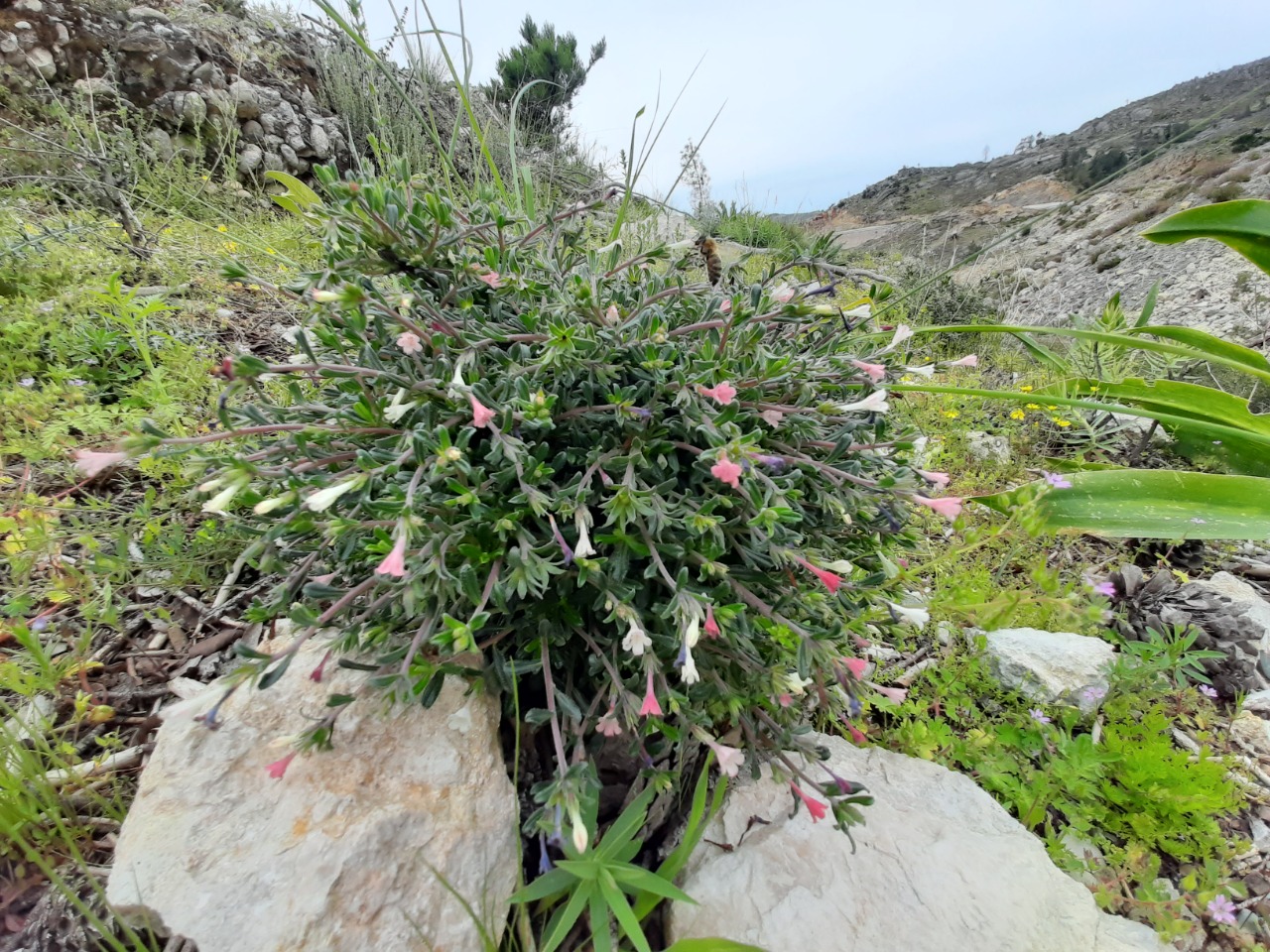 Lithodora hispidula