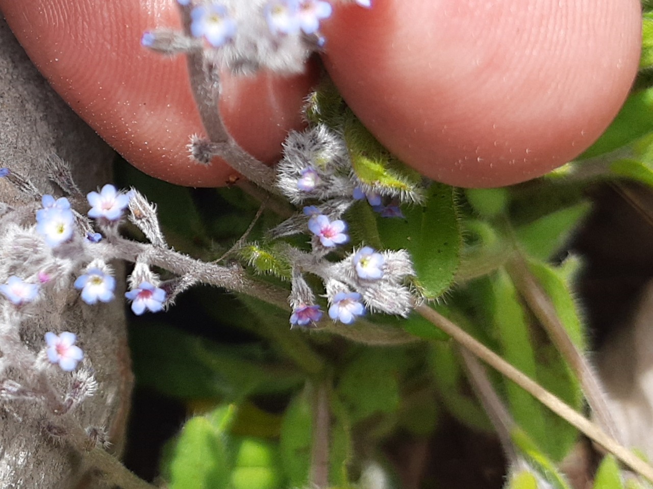 Myosotis refracta