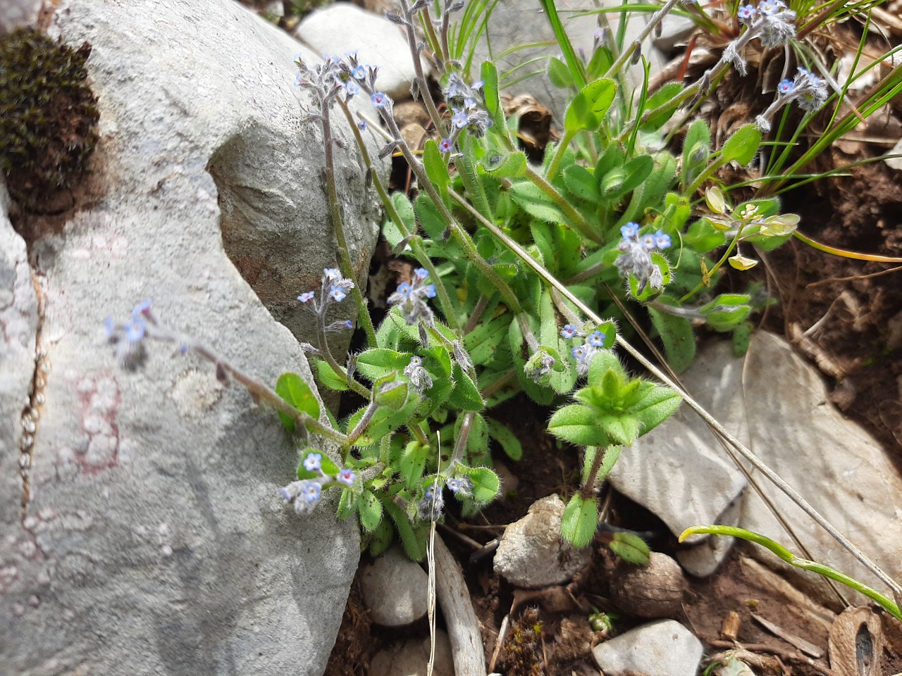 Myosotis refracta