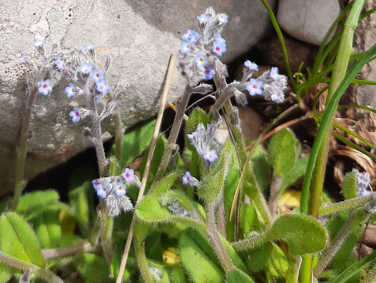 Myosotis refracta