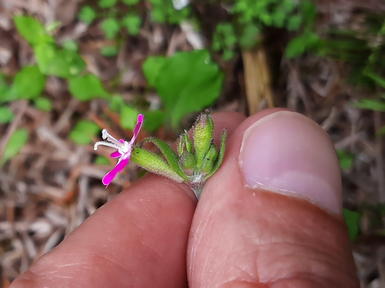 Silene aegyptiaca