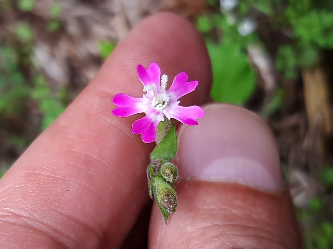 Silene aegyptiaca