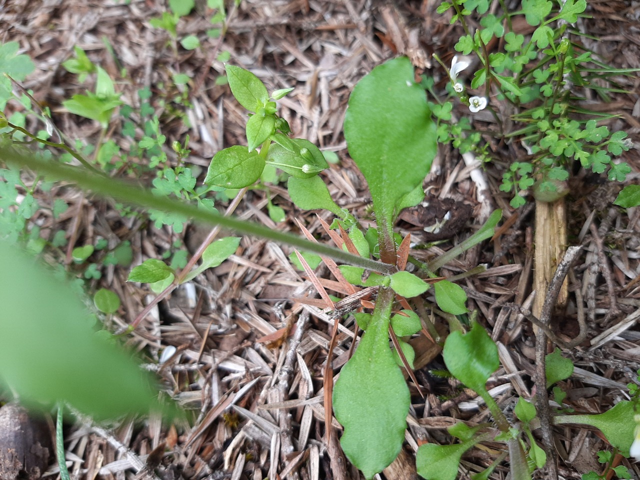 Silene aegyptiaca