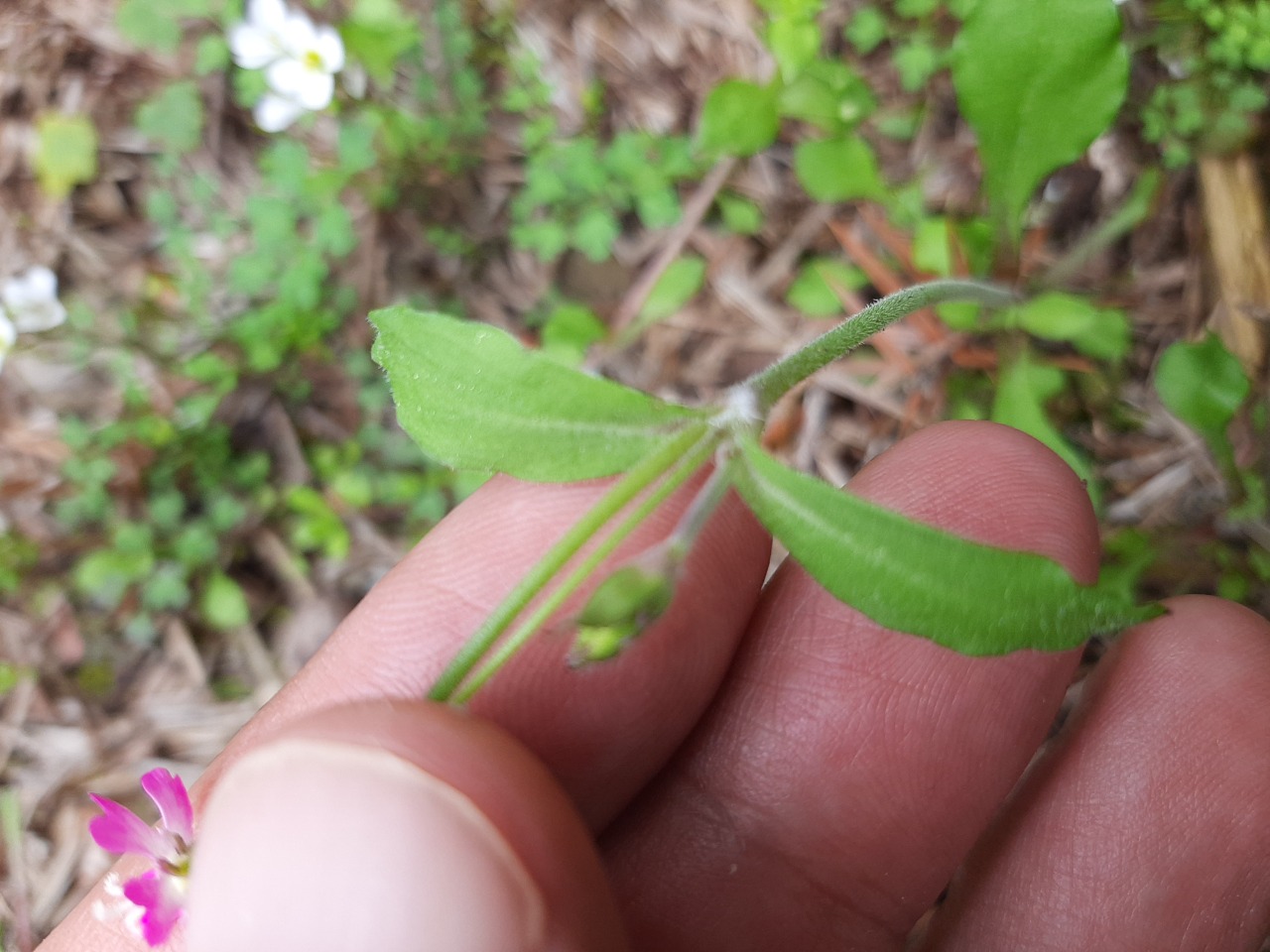 Silene aegyptiaca