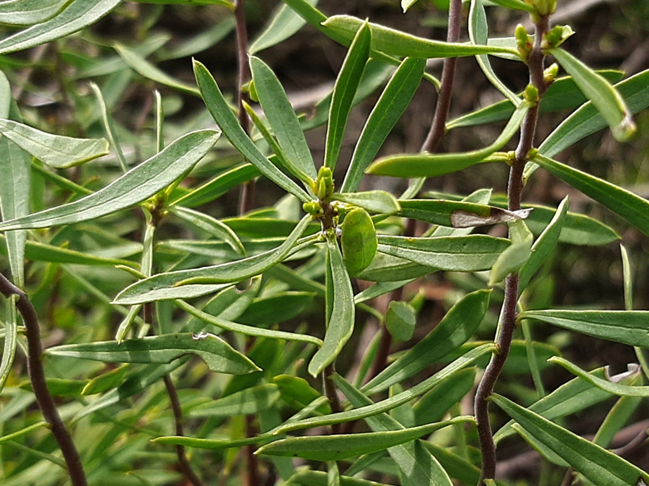 Daphne gnidioides