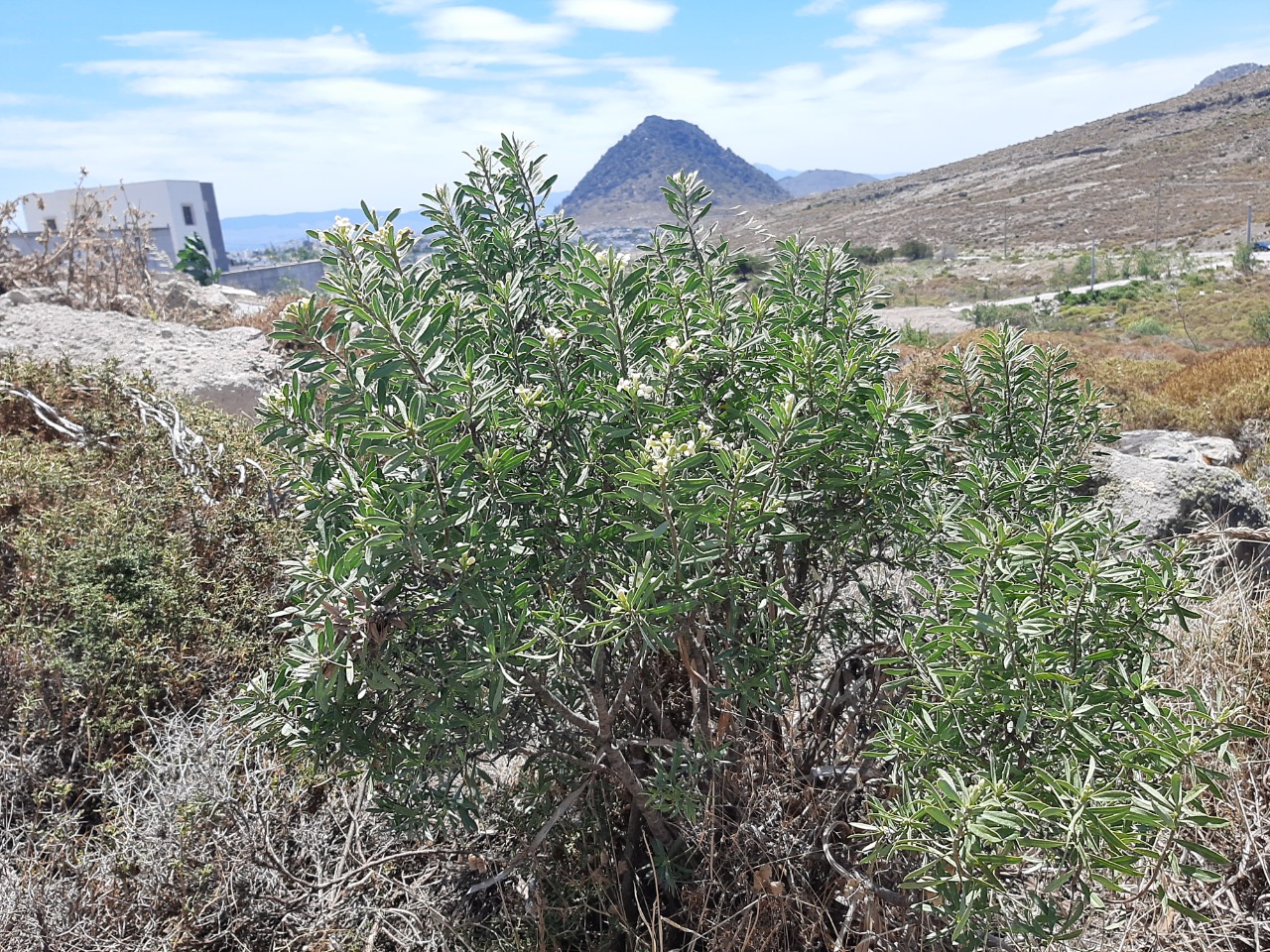 Daphne gnidioides